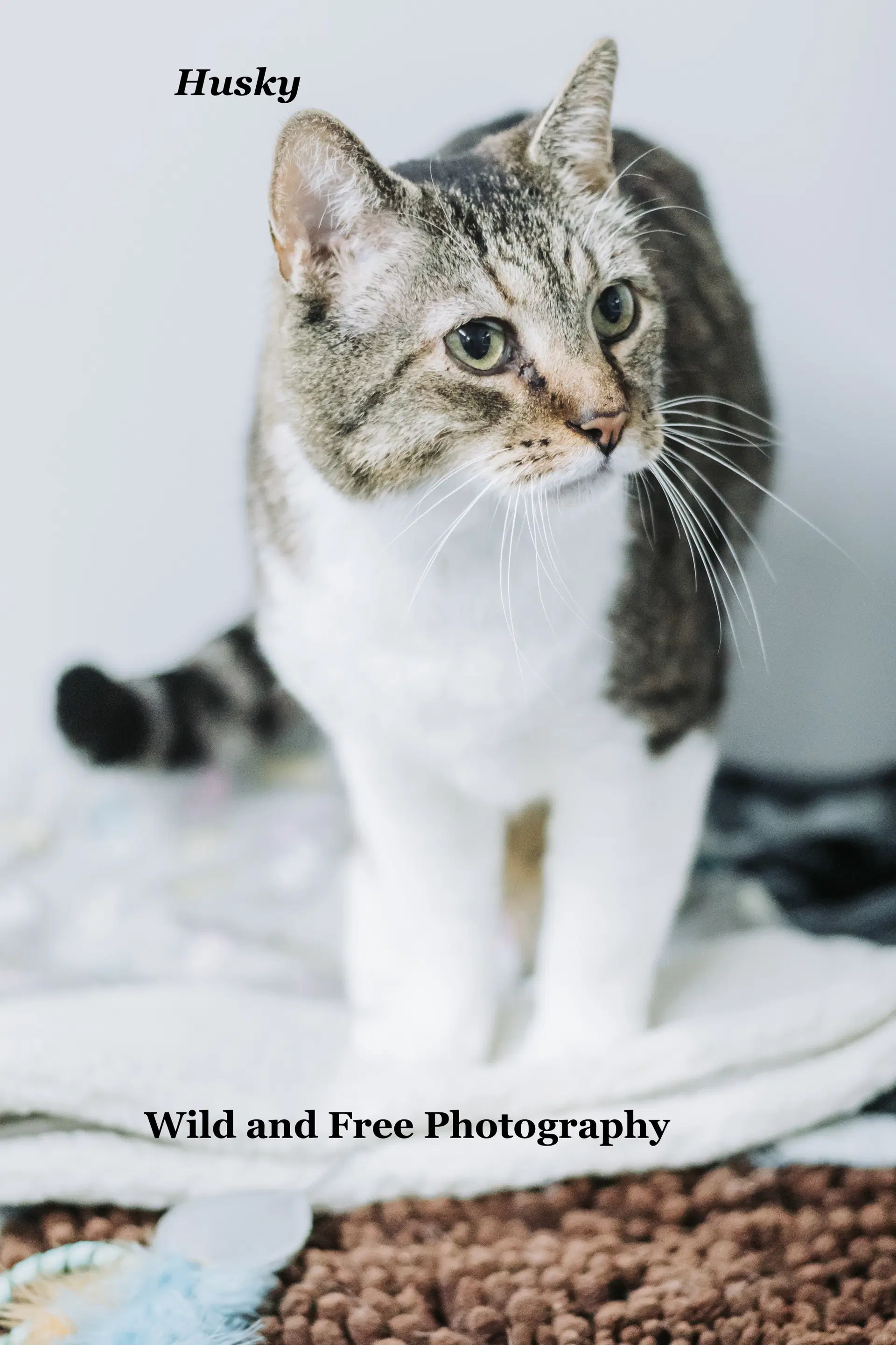 Husky - Domestic Short Hair