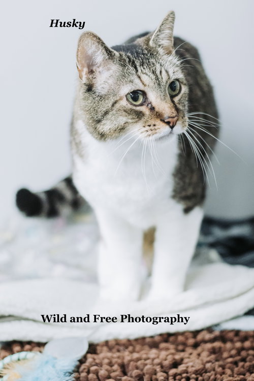 Husky, an adoptable Domestic Short Hair in Morehead, KY