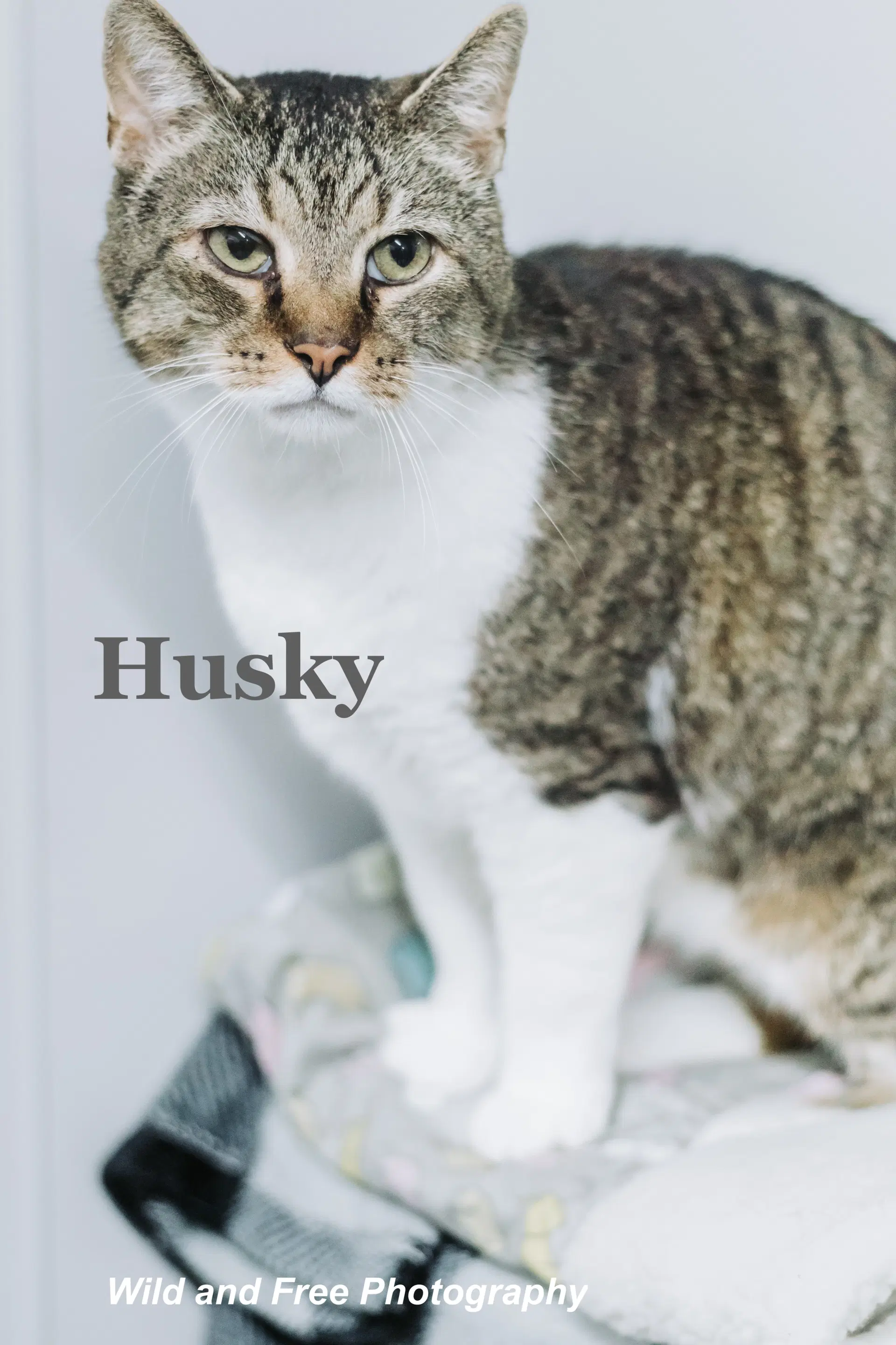 Husky image 2