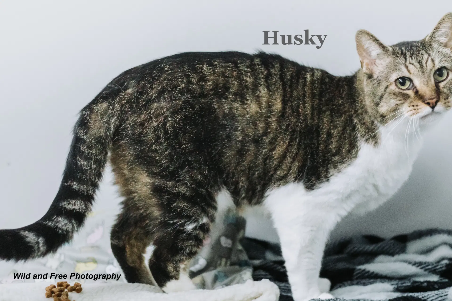 Husky image 3