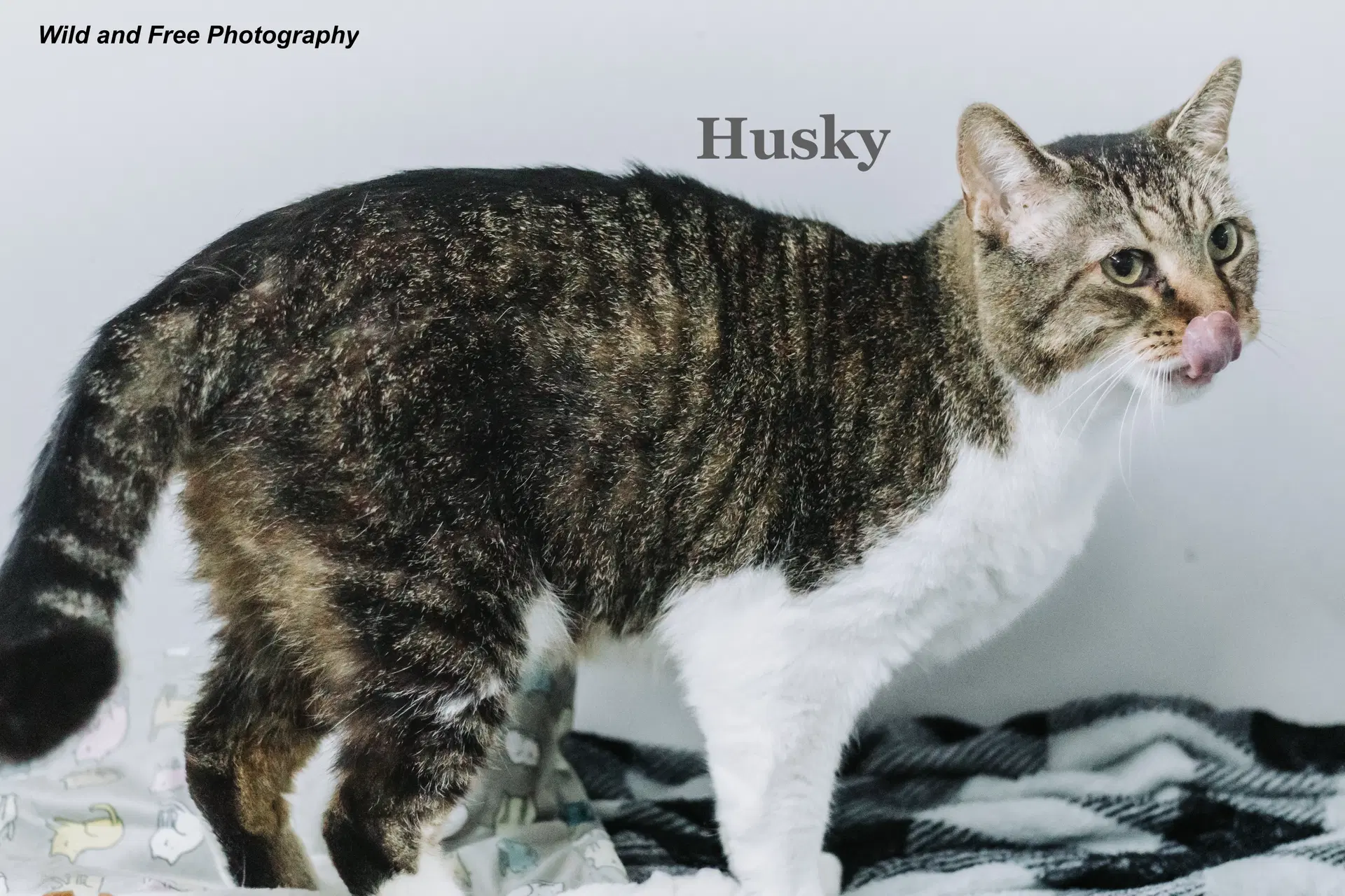 Husky image 4
