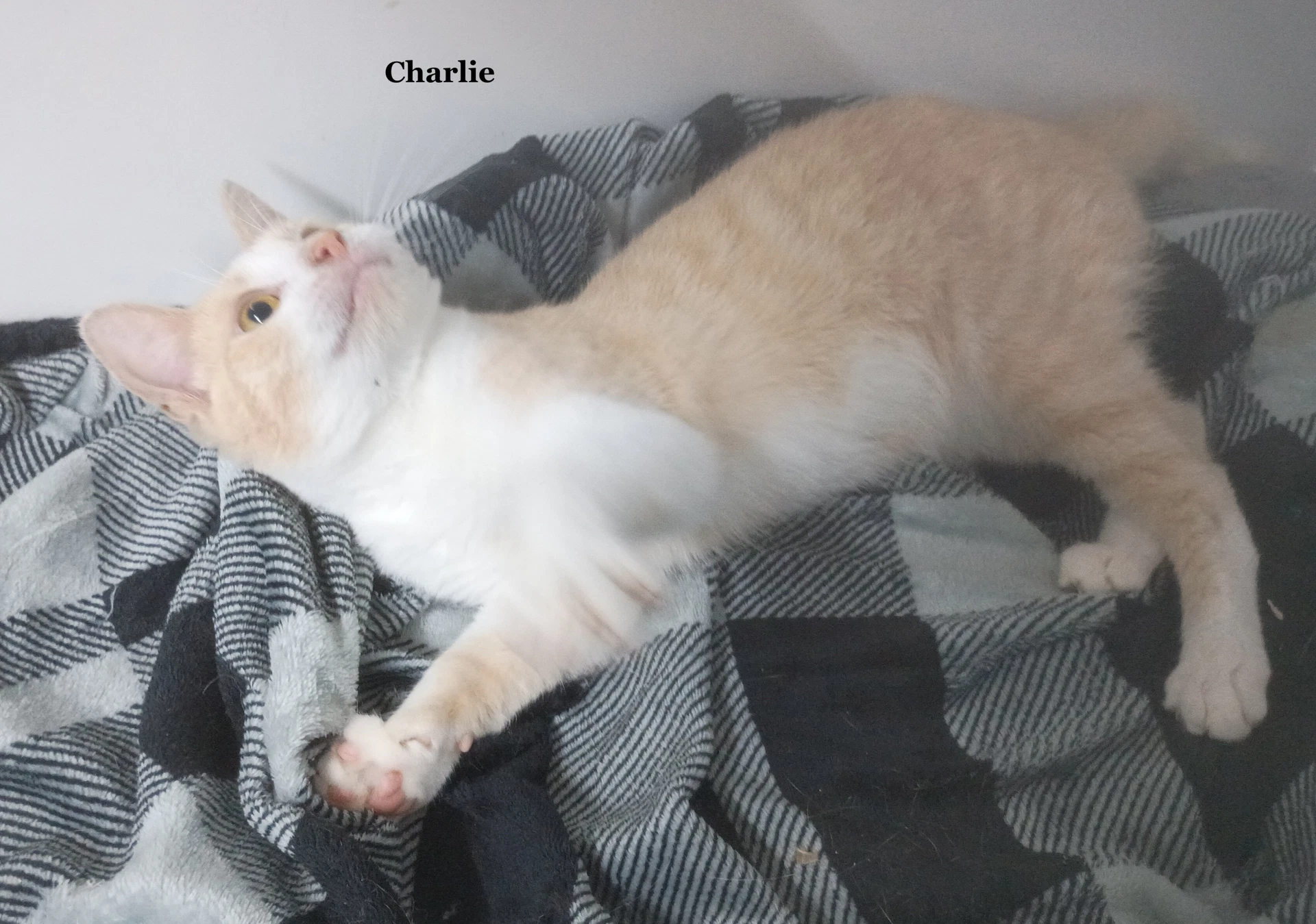 Charlie