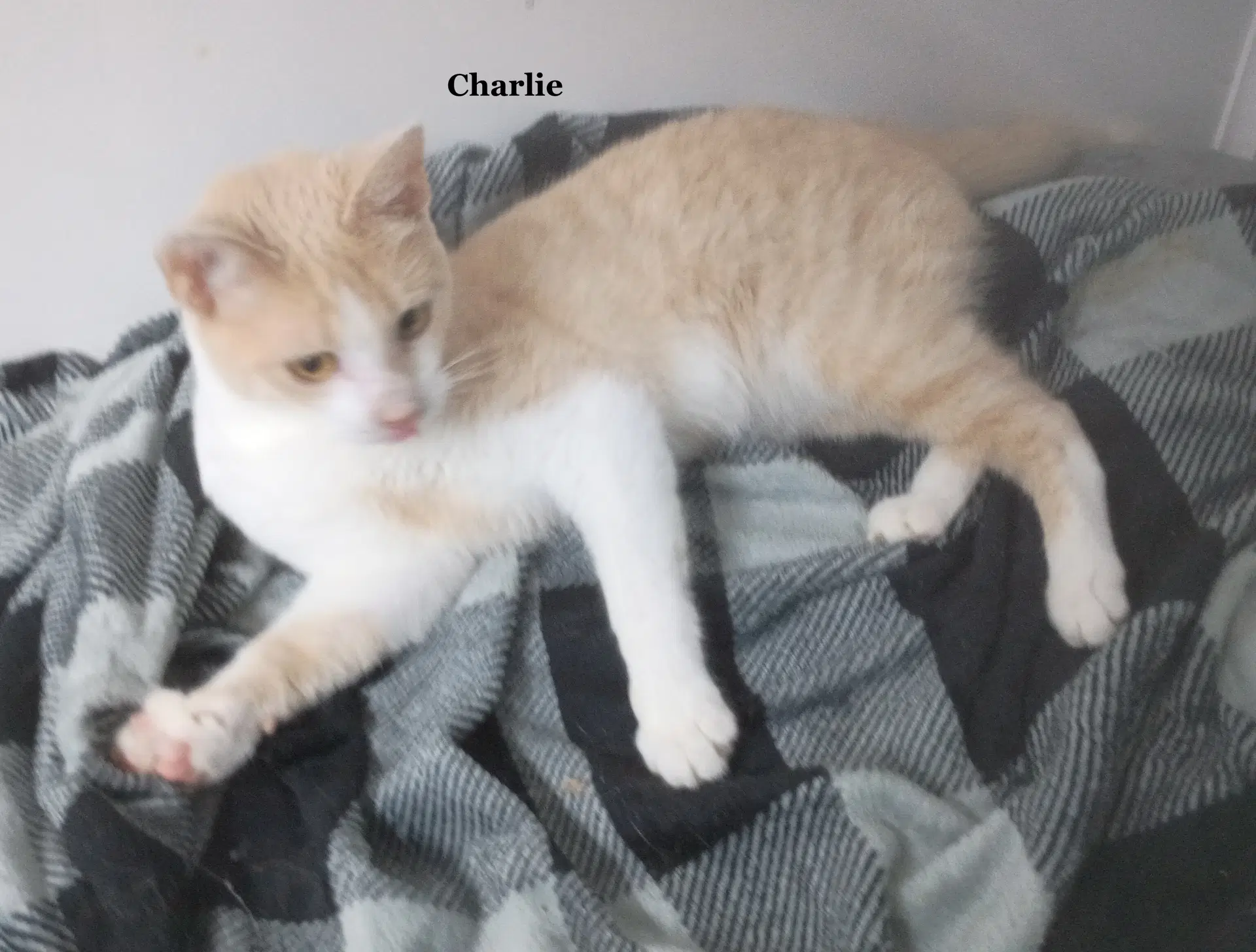 Charlie image 2