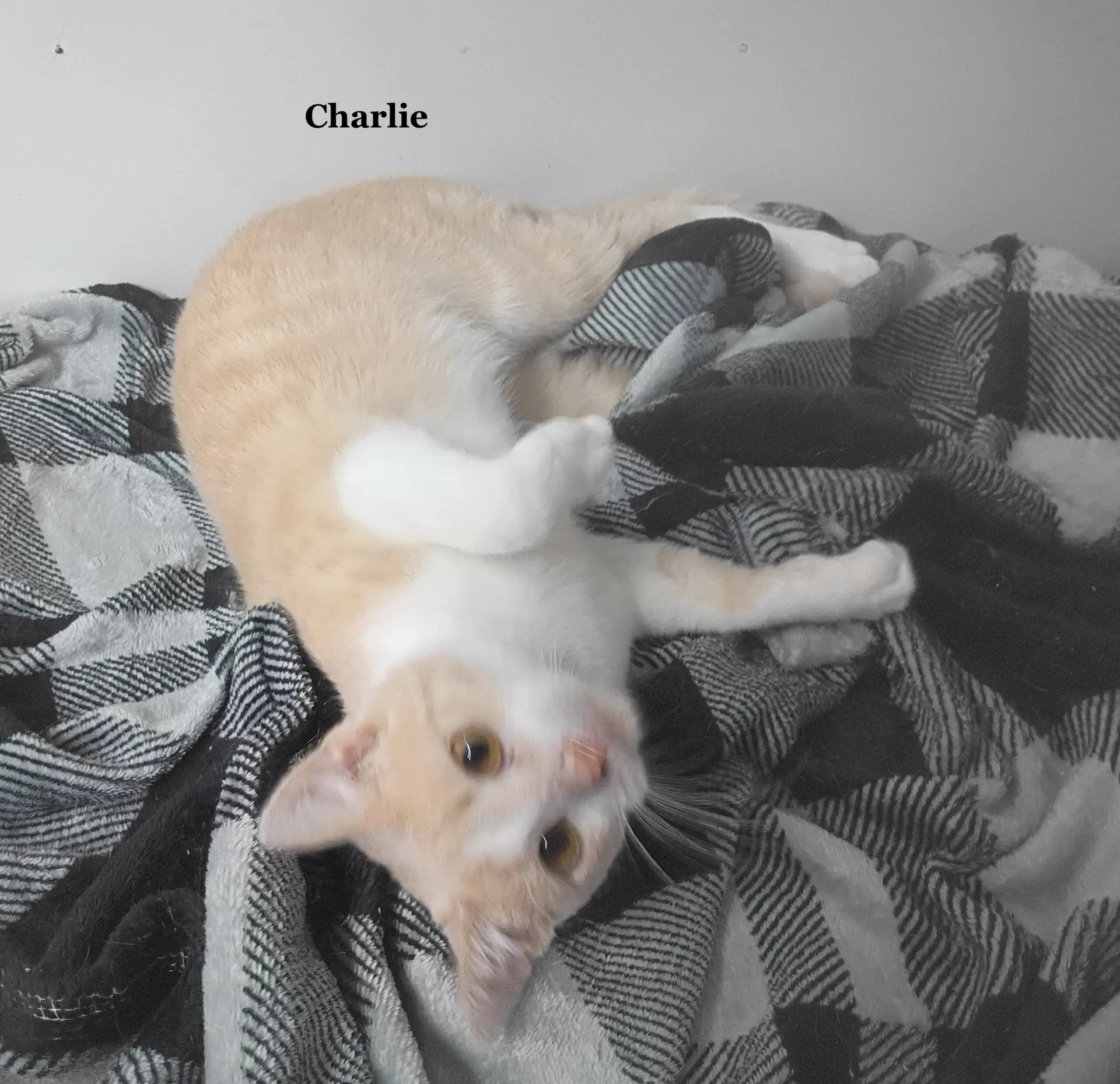 Charlie image 3