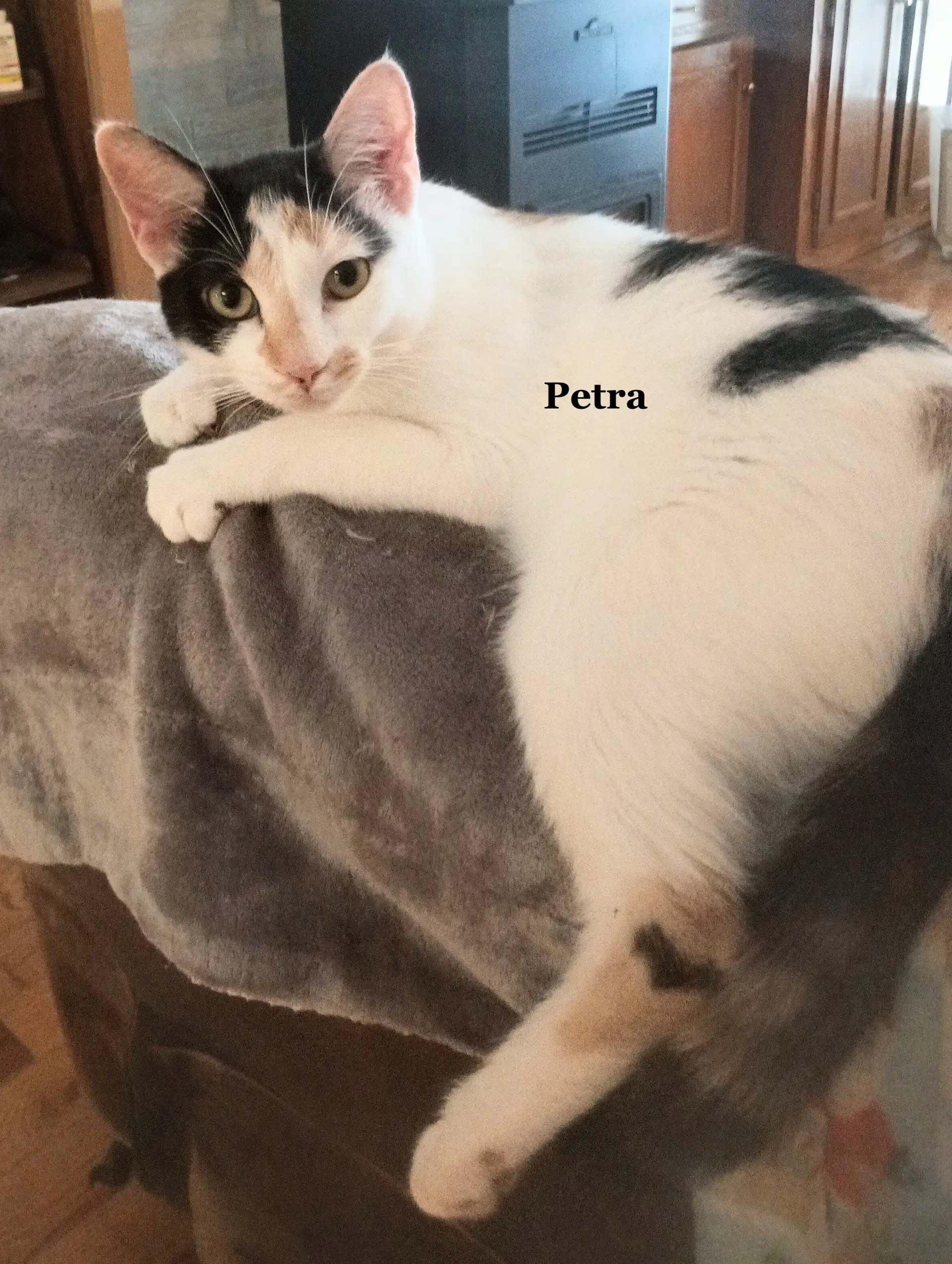 Petra - Domestic Short Hair