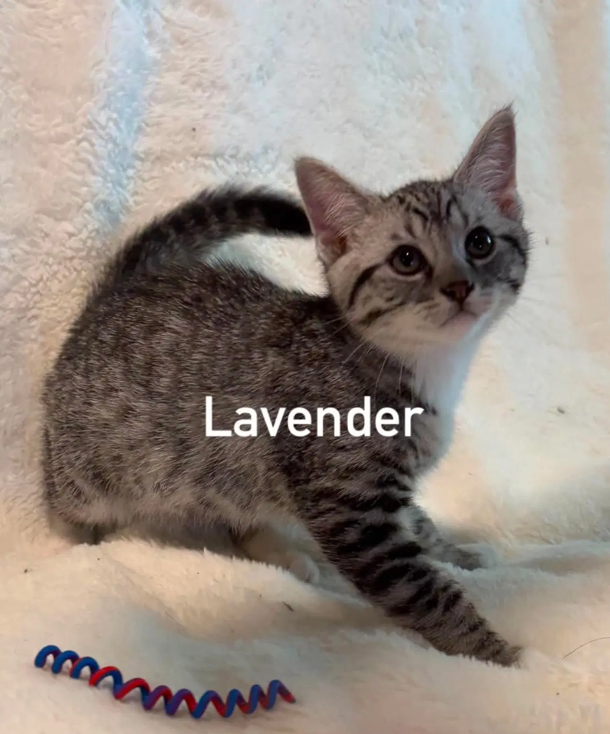 Lavendar - Tabby
