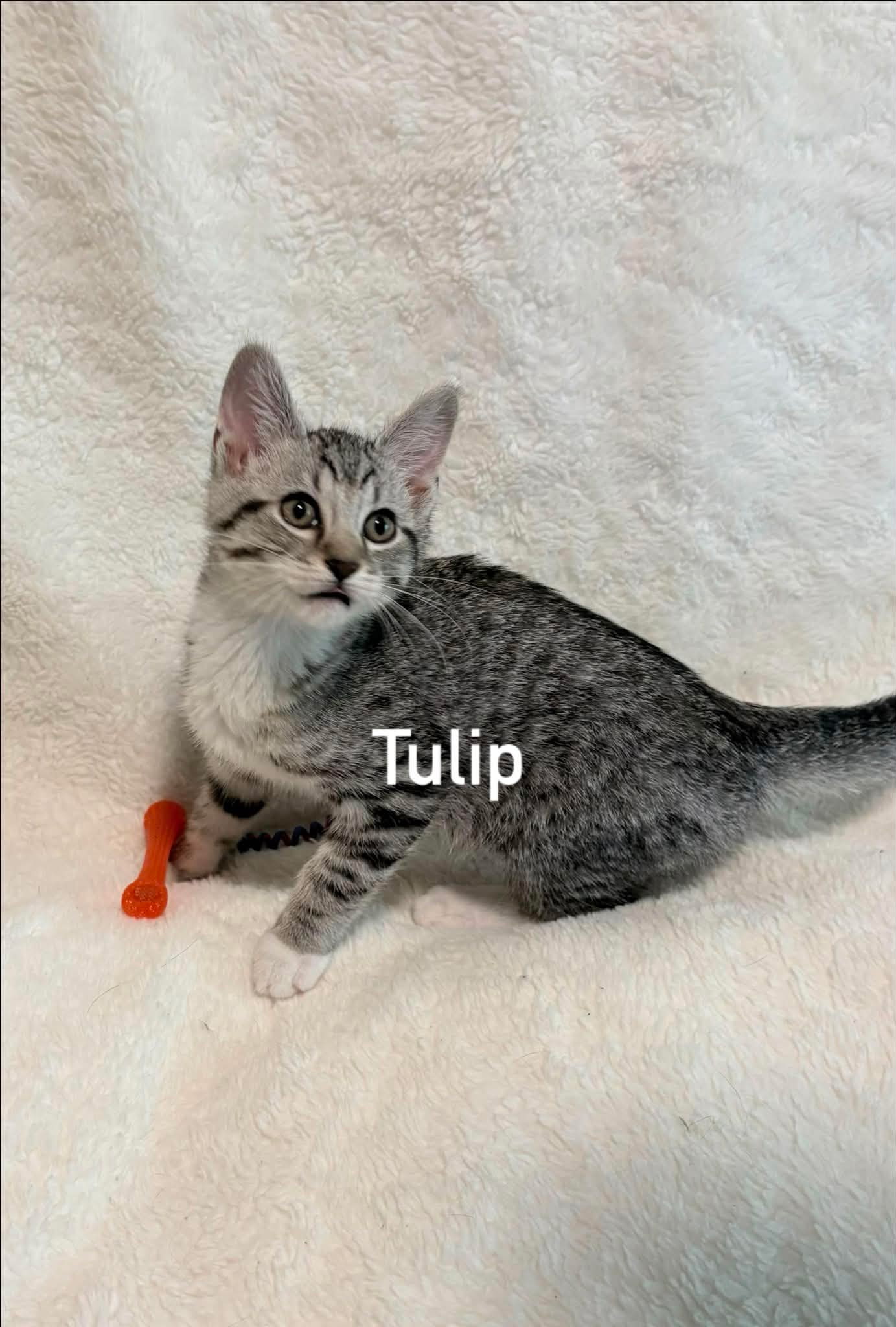 Tulip