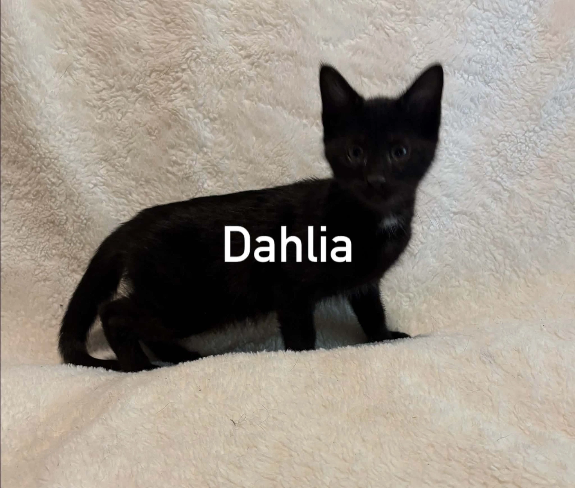 Dahlia