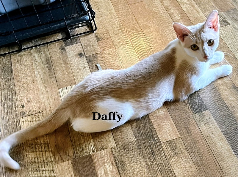 Daffy, an adult female cat up for adoption