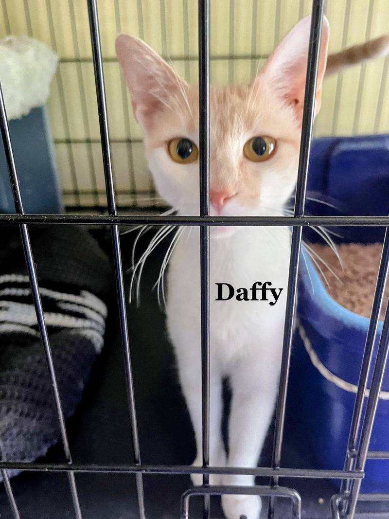 Daffy, photo 2