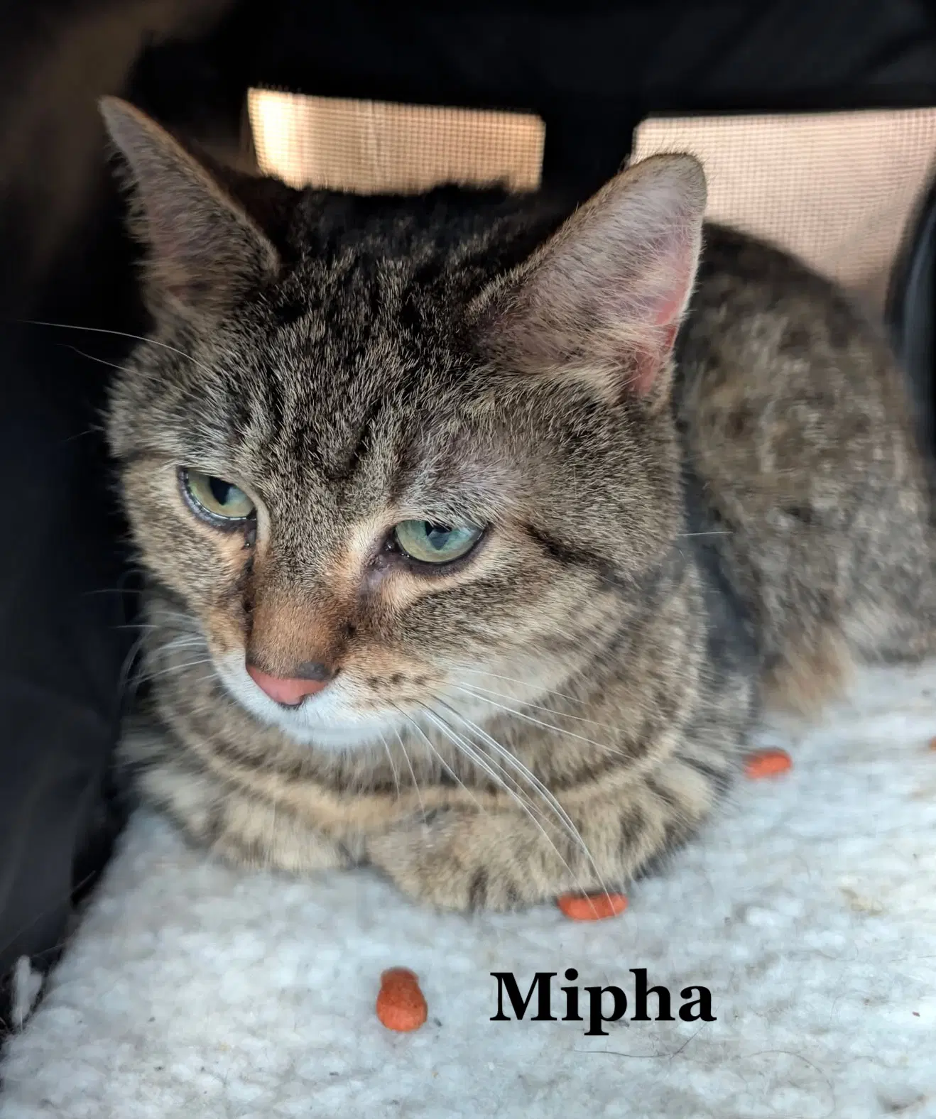 Mipha image 2