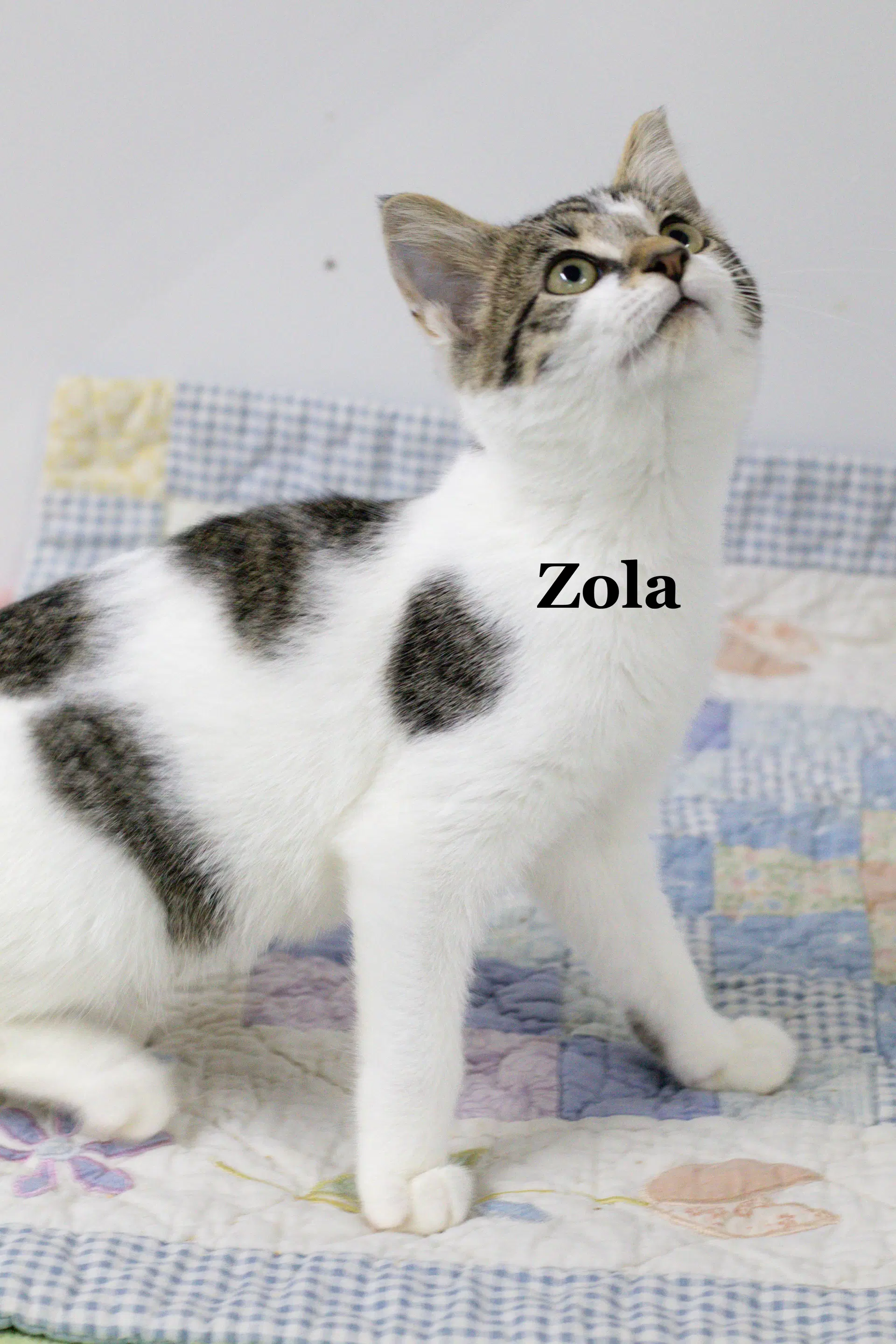 Zola - Domestic Short Hair