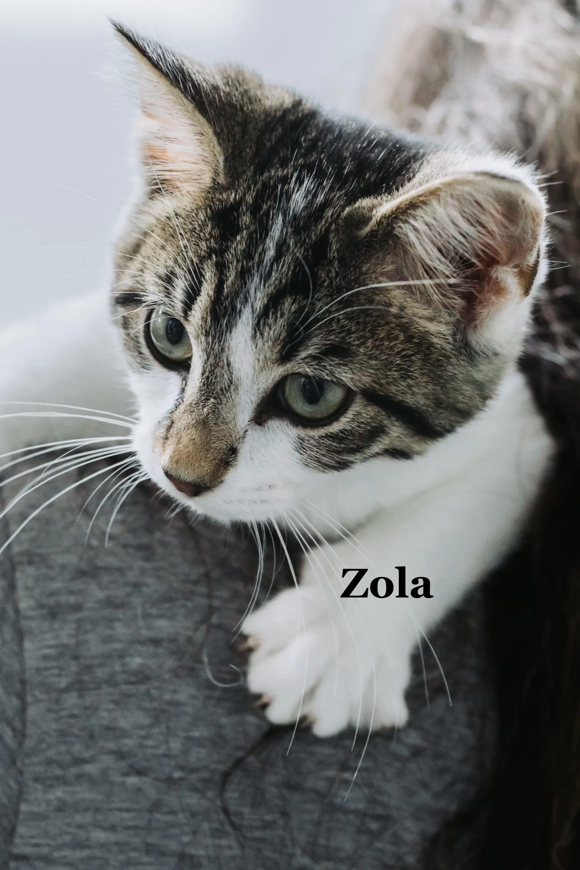 Zola image 2