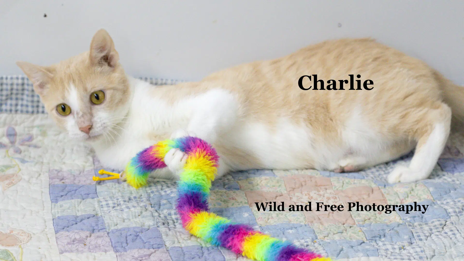 Charlie - Domestic Short Hair