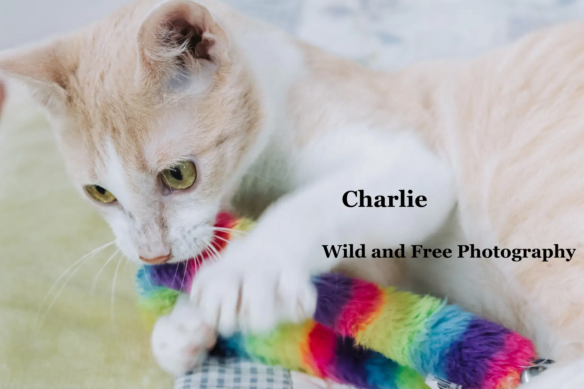 Charlie image 2