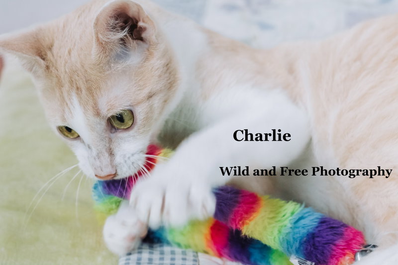 Charlie, photo 2