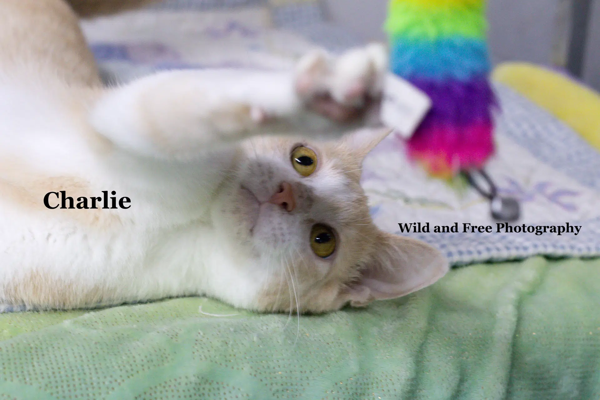 Charlie image 3