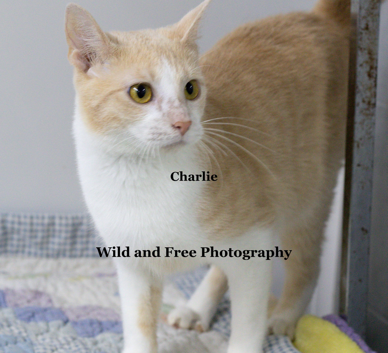 Charlie, photo 4