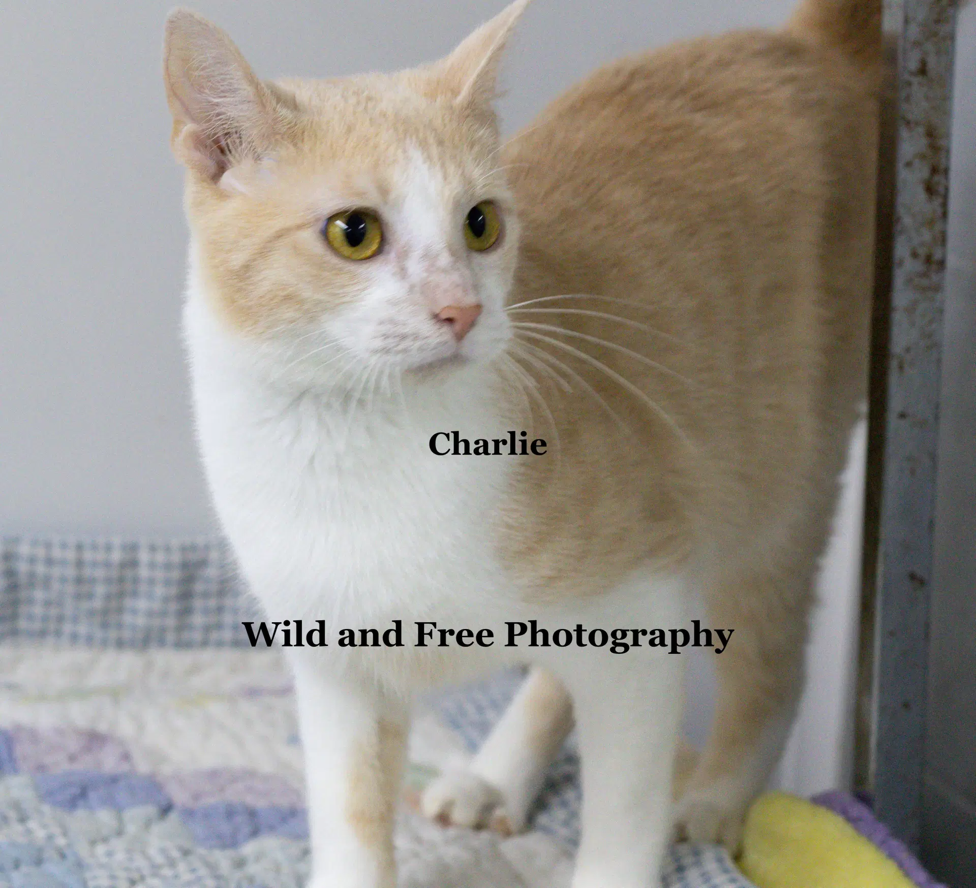 Charlie image 4
