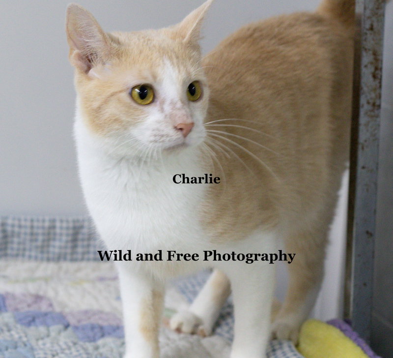 Charlie, photo 4