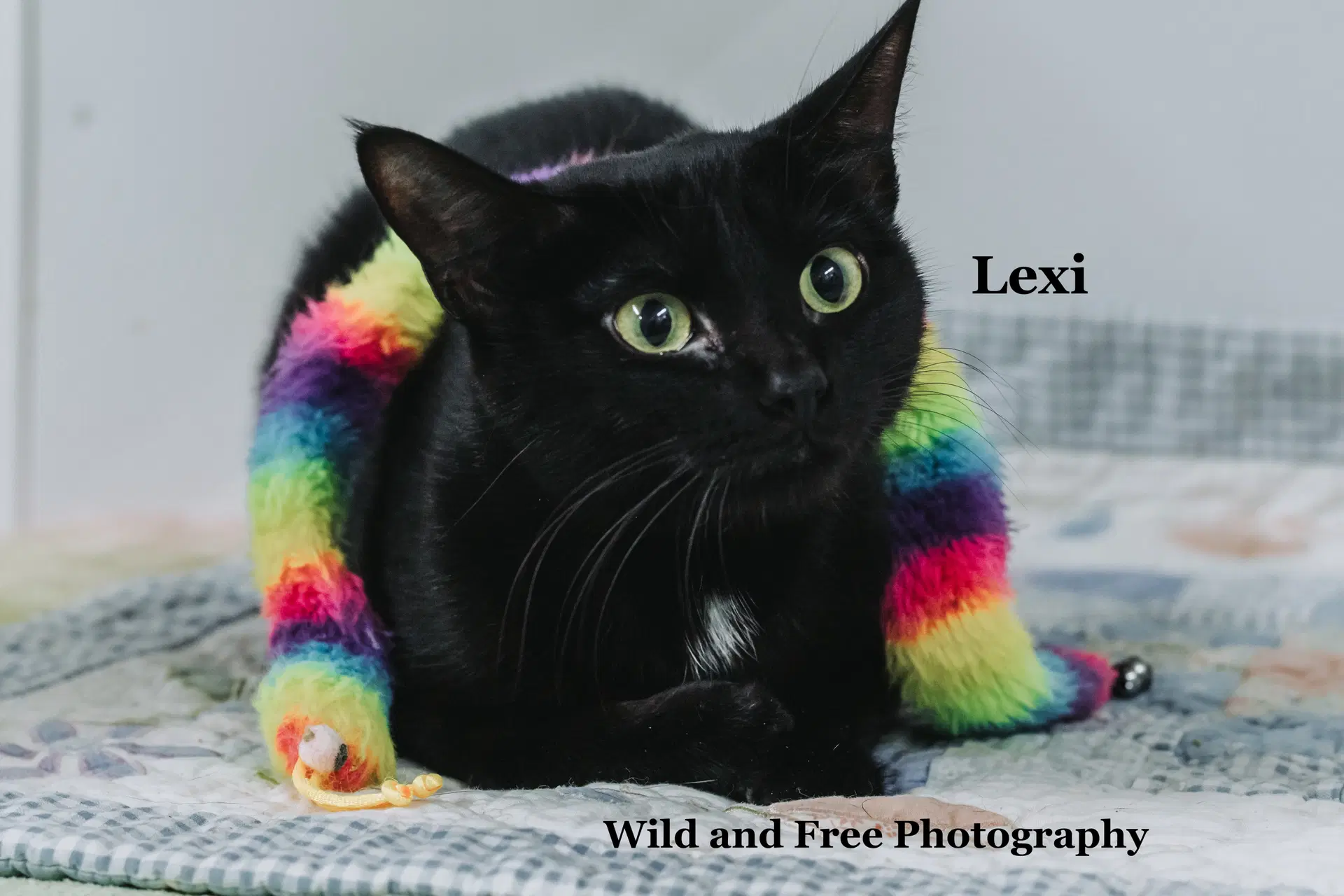 Lexi - Domestic Short Hair