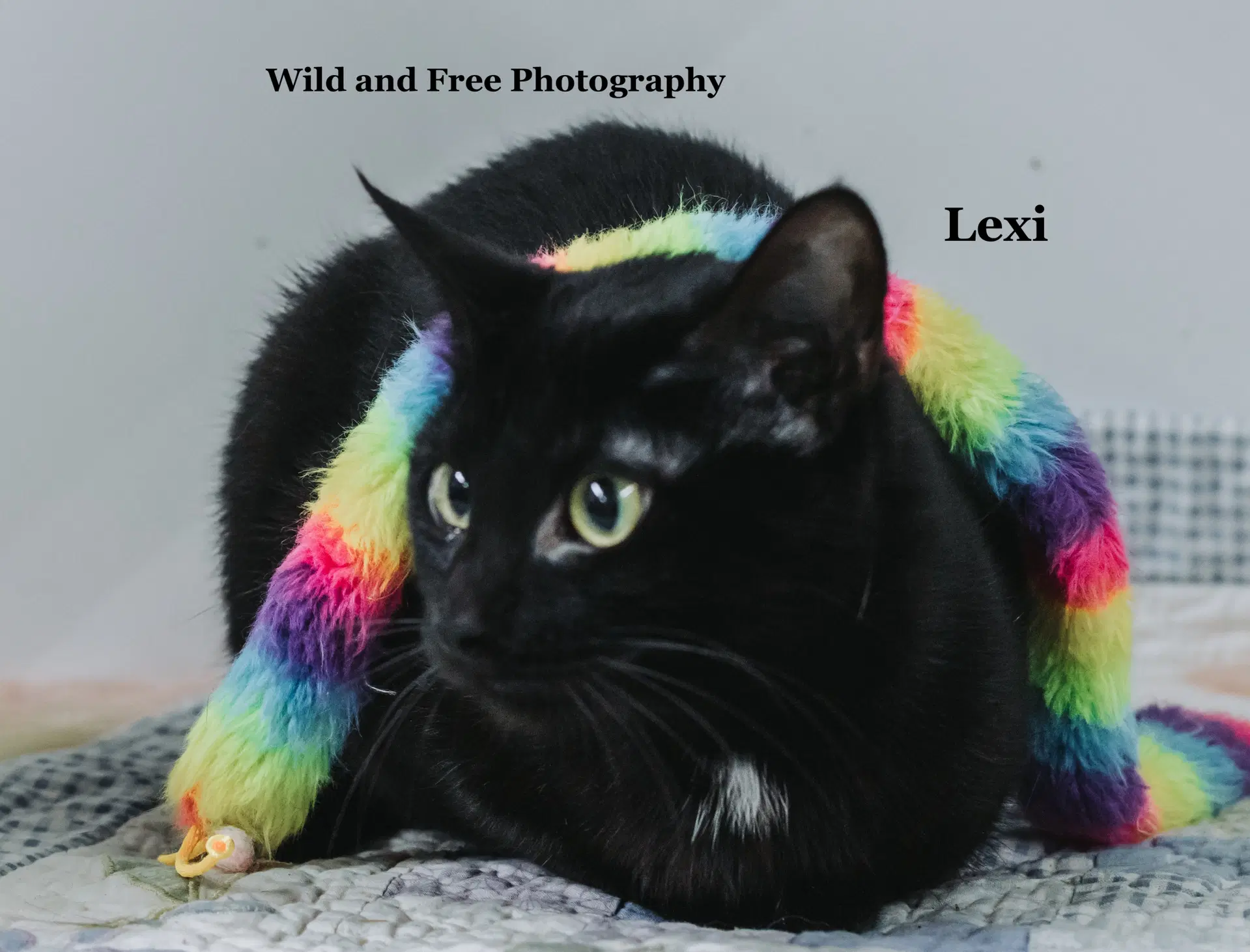 Lexi image 2