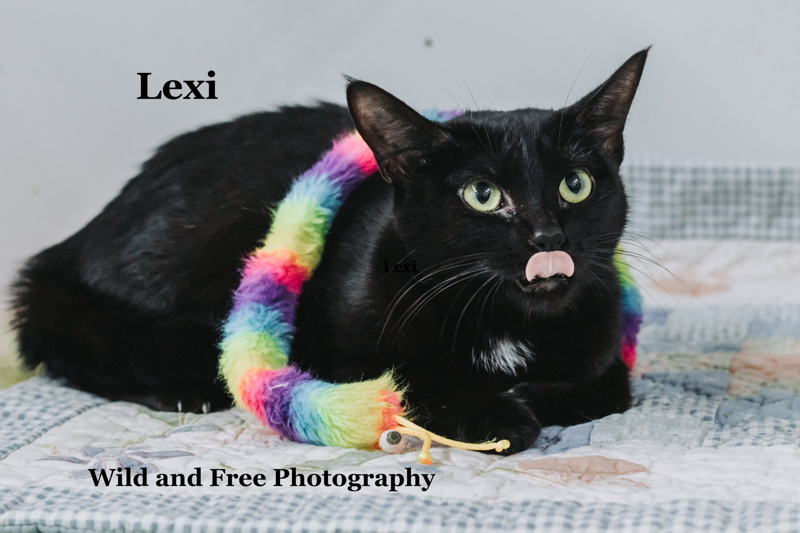 Lexi, photo 3