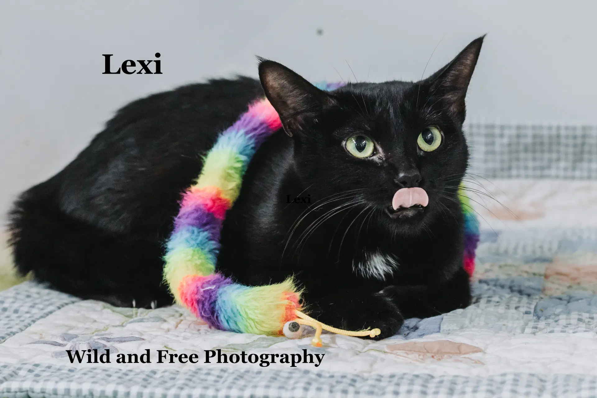 Lexi image 3