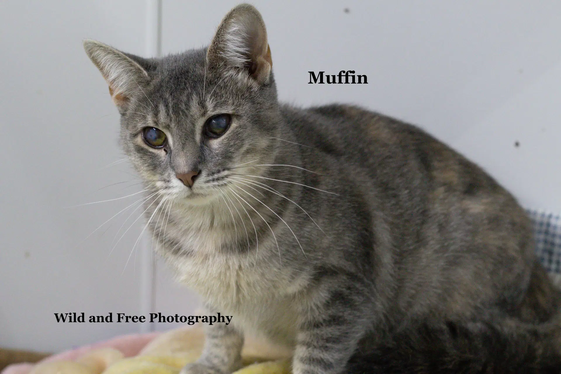 Muffin - Domestic Short Hair