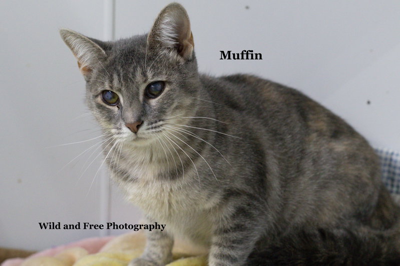 Muffin, an adult female cat up for adoption
