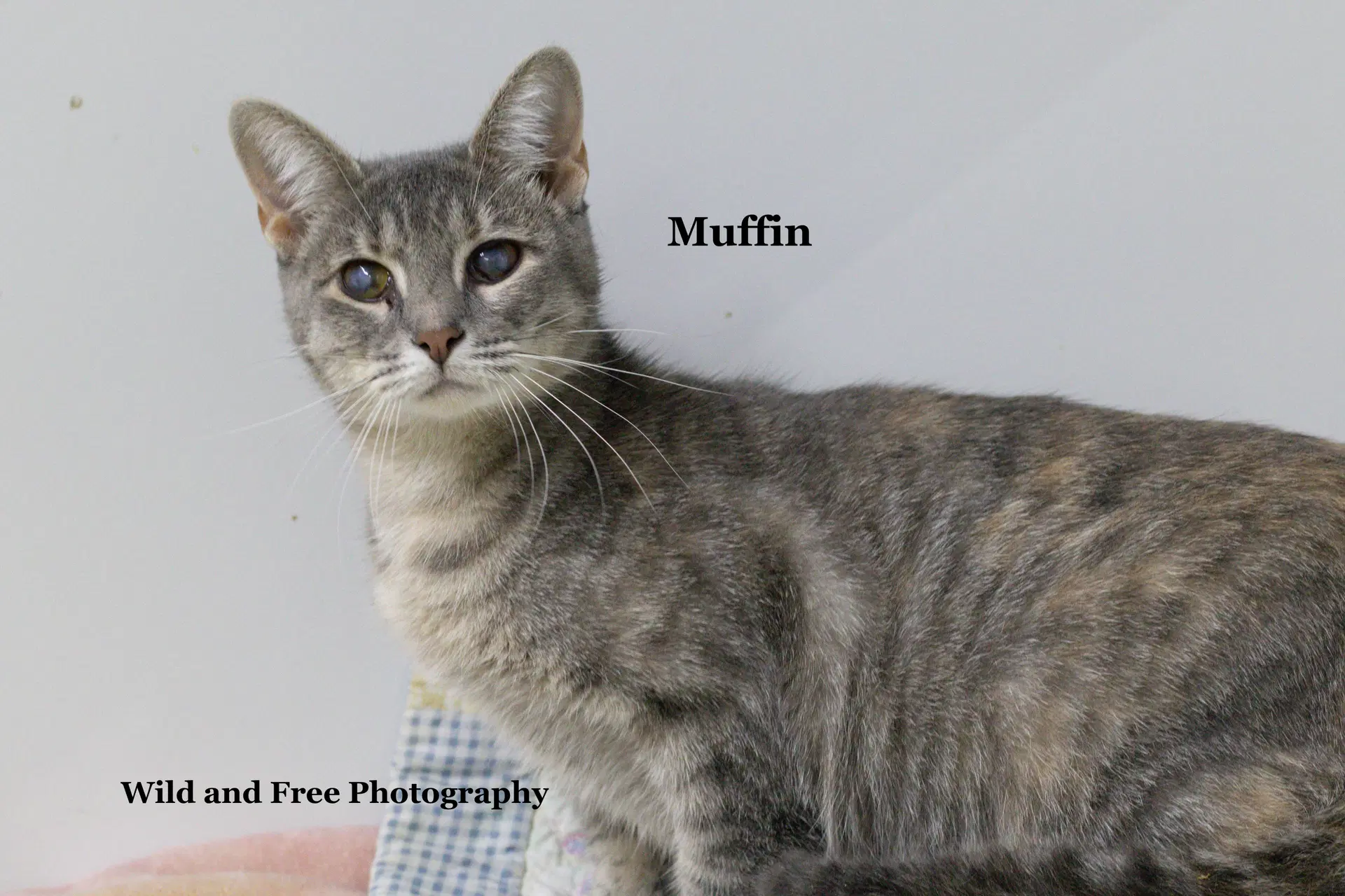 Muffin image 2