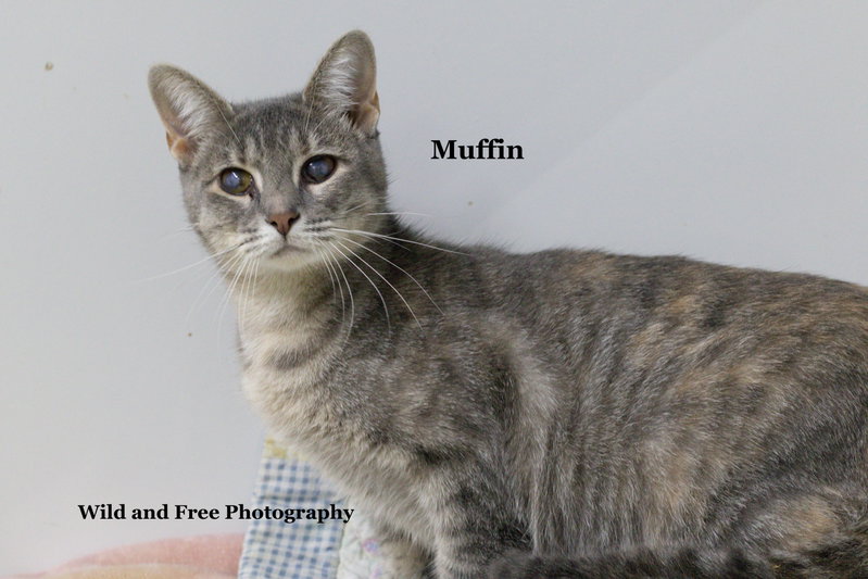 Muffin, photo 2