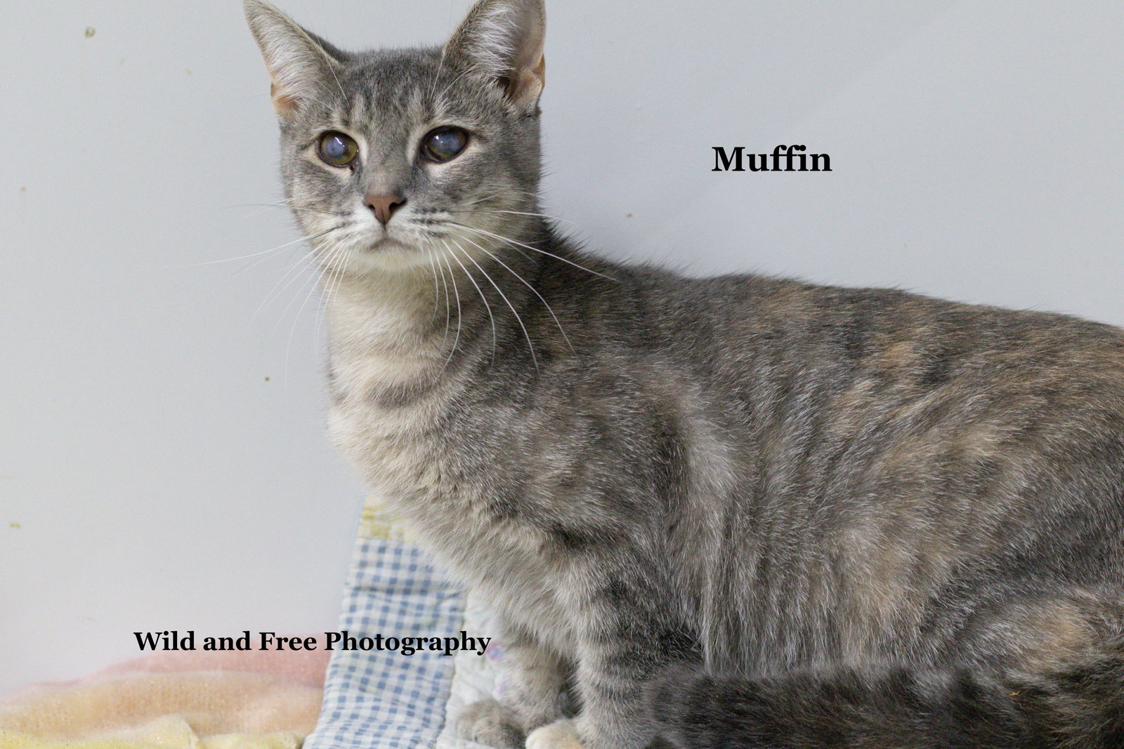 Muffin, photo 3