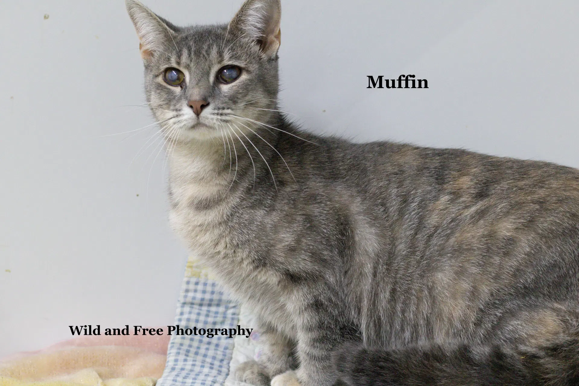 Muffin image 3
