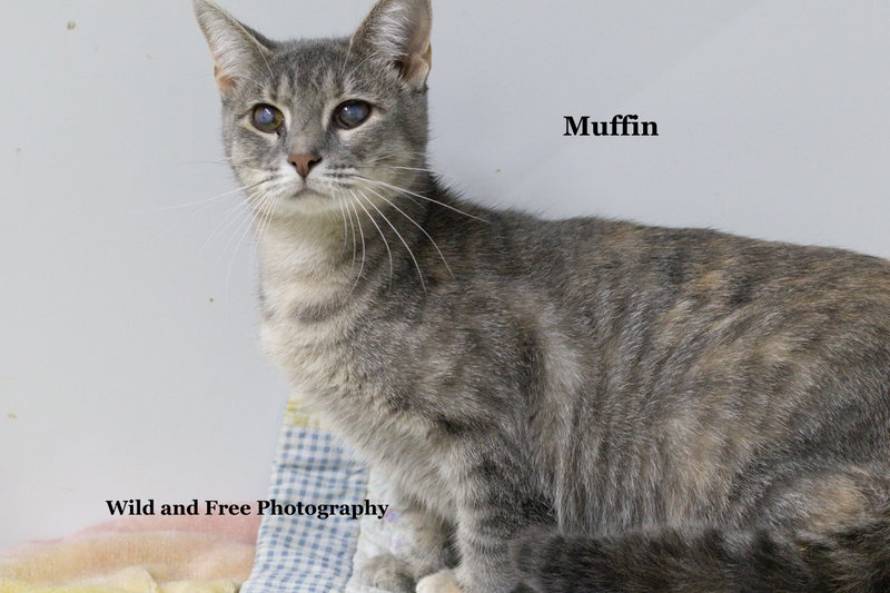 Muffin, photo 3