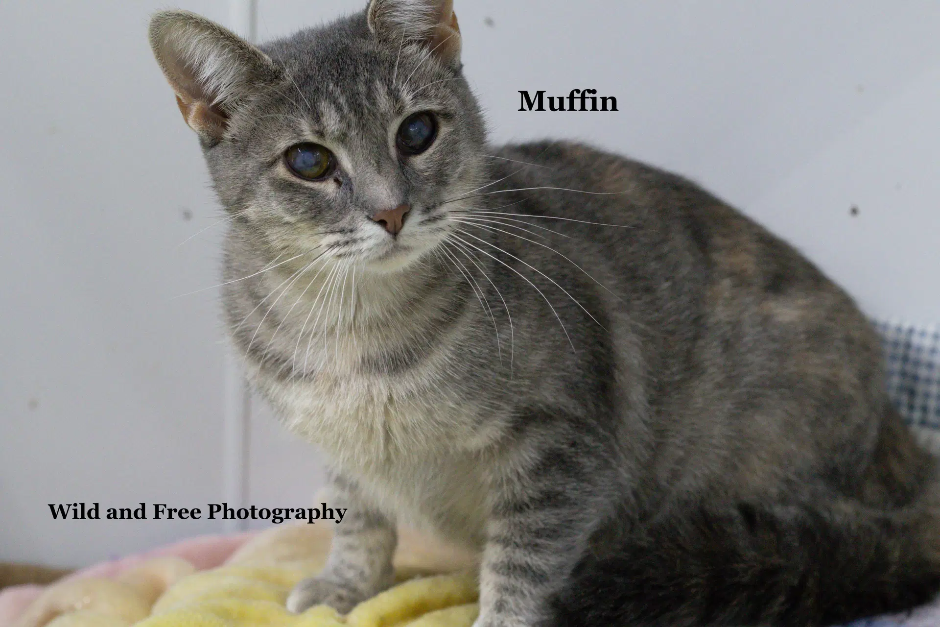 Muffin image 4
