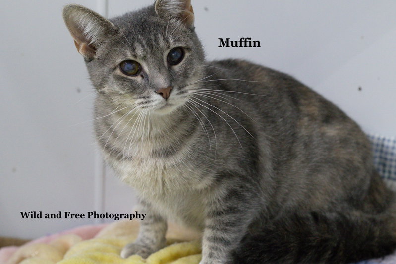 Muffin, photo 4