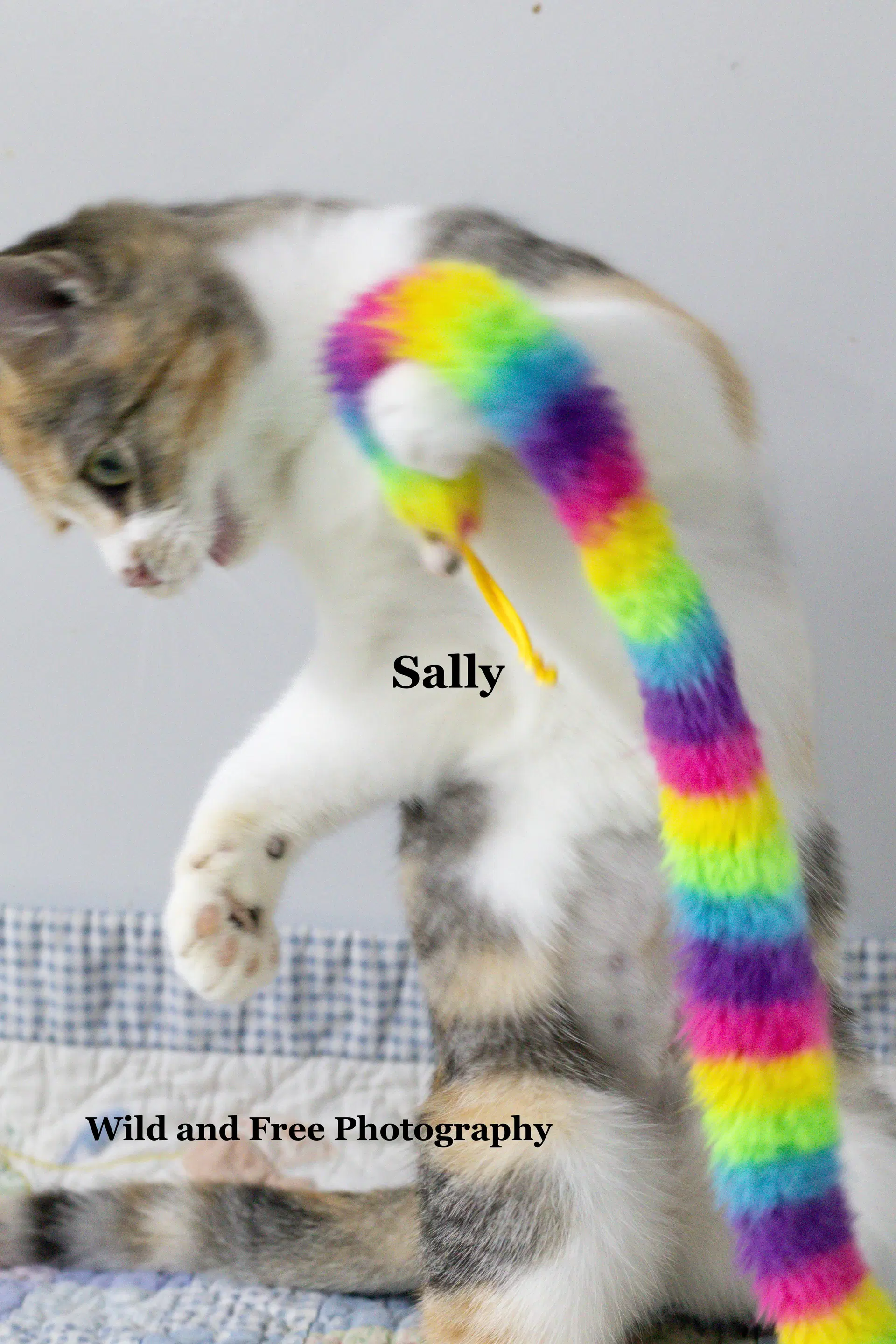 Sally image 3