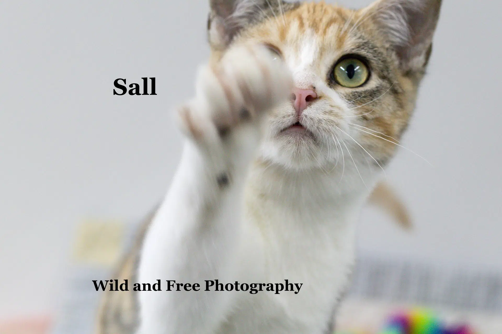 Sally image 4