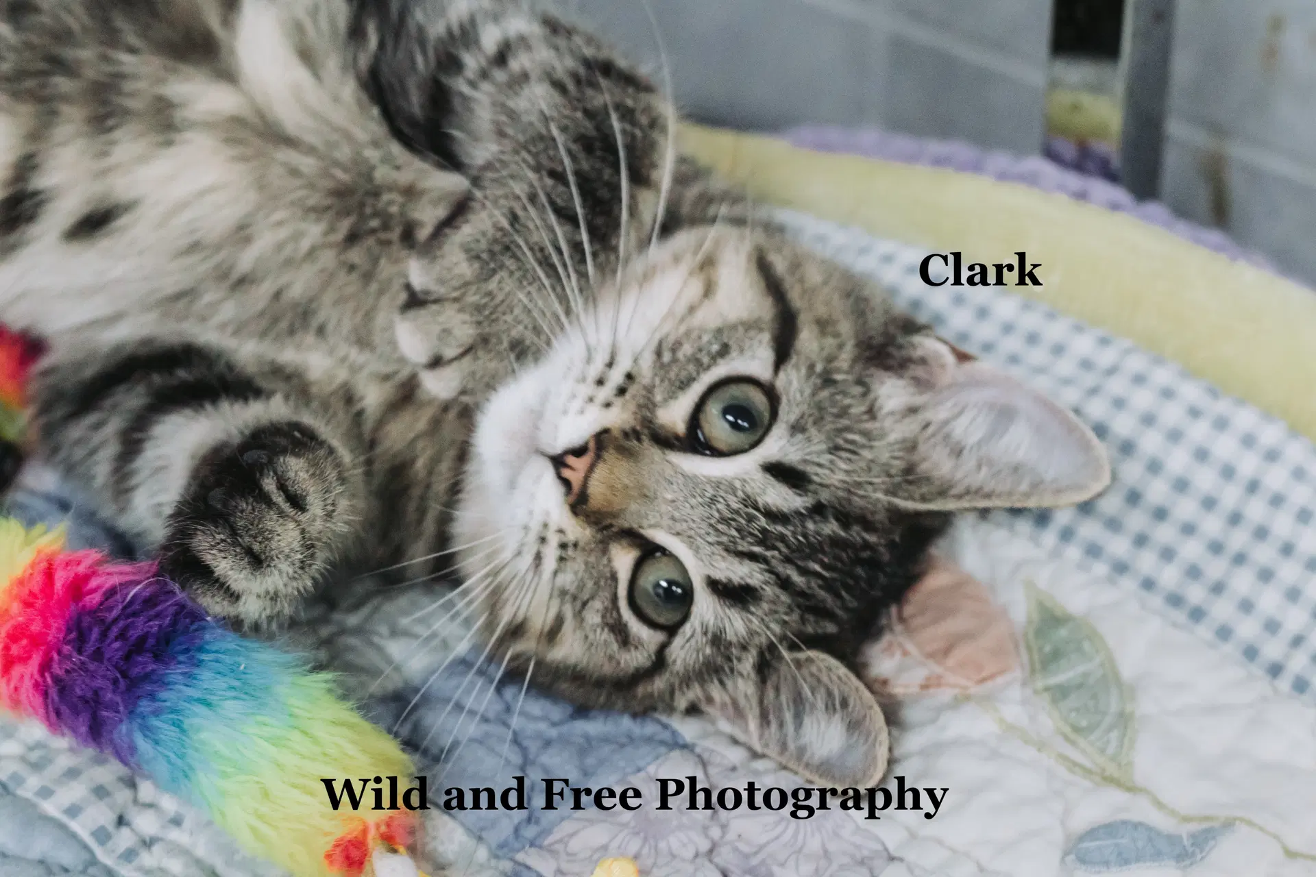 Clark - Domestic Short Hair