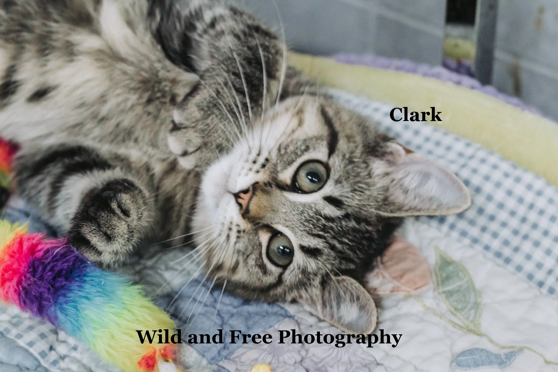 Clark
