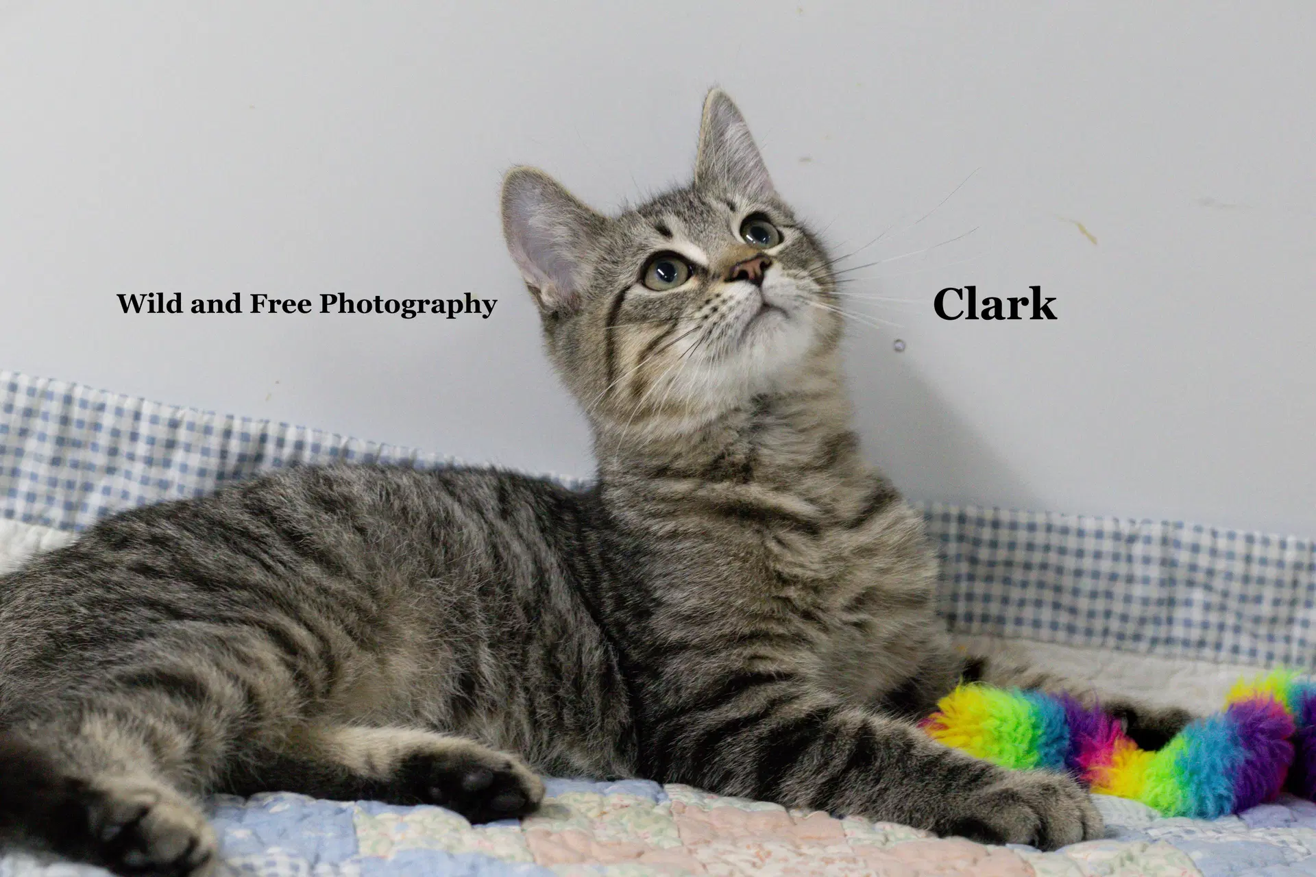 Clark image 2