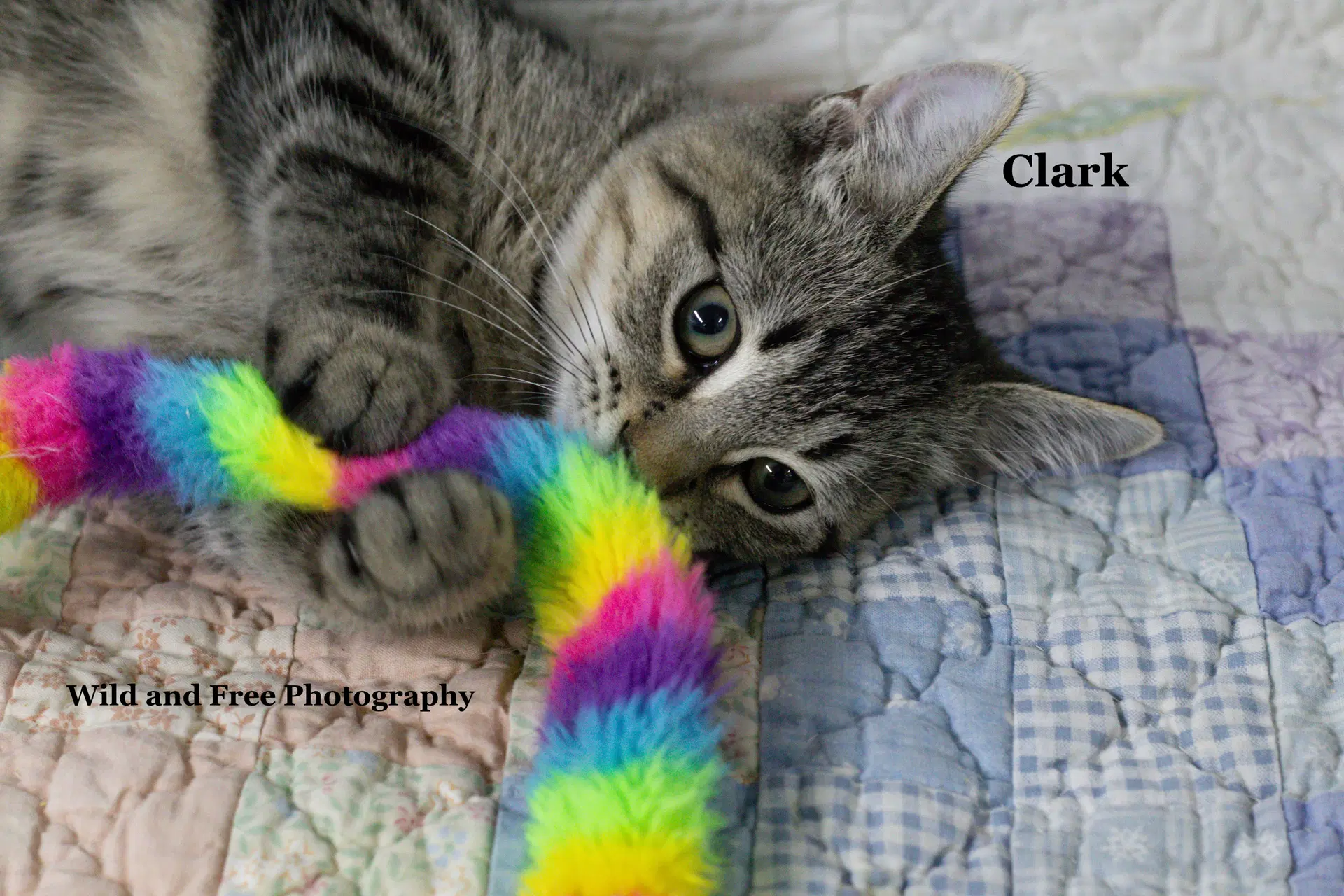 Clark image 3