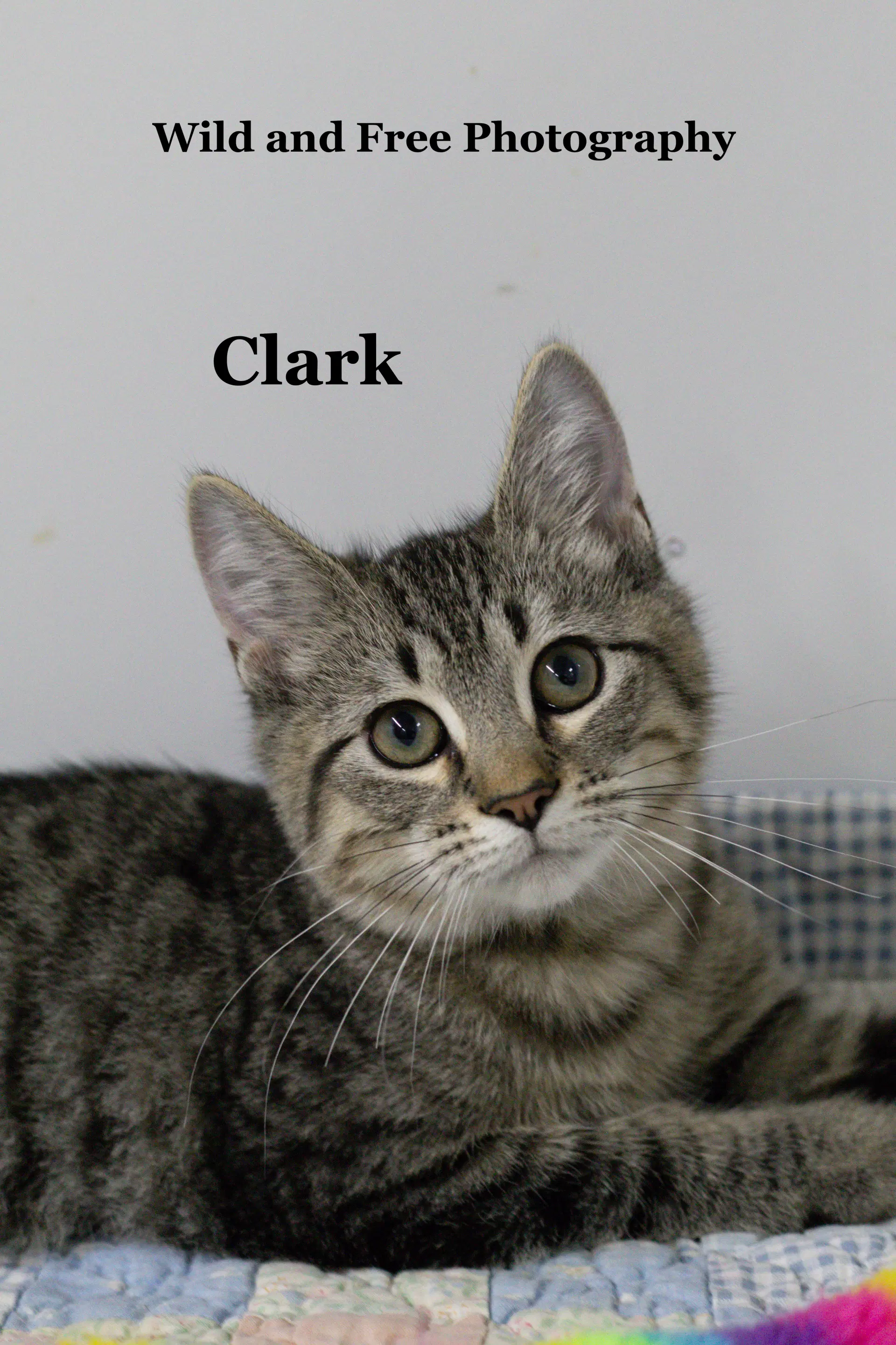 Clark image 4