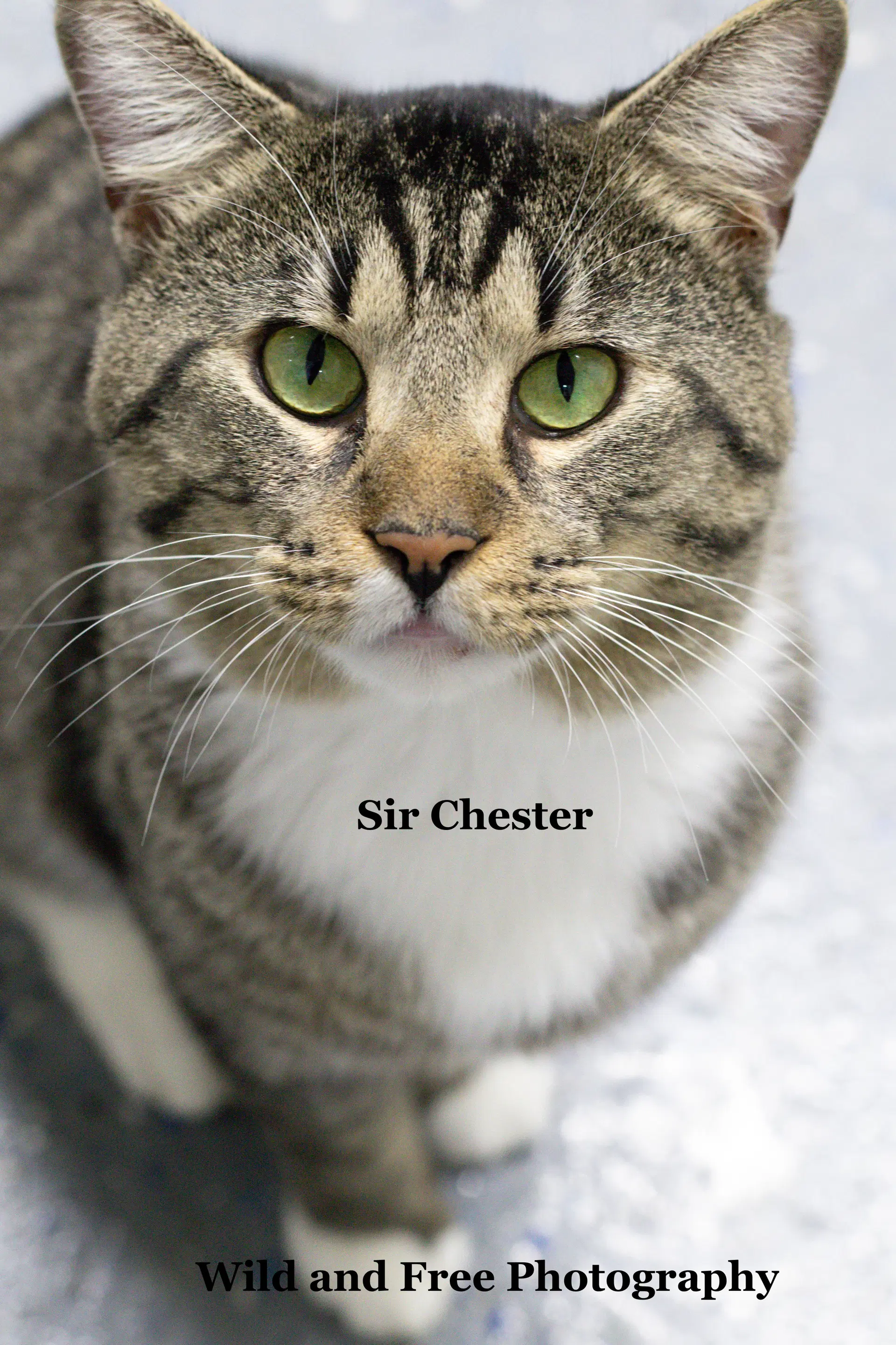 Sir Chester - Domestic Short Hair