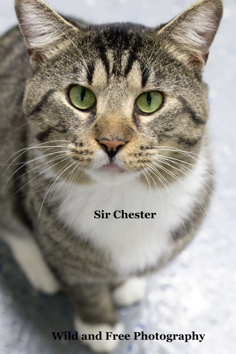 Sir Chester, an adult male cat up for adoption