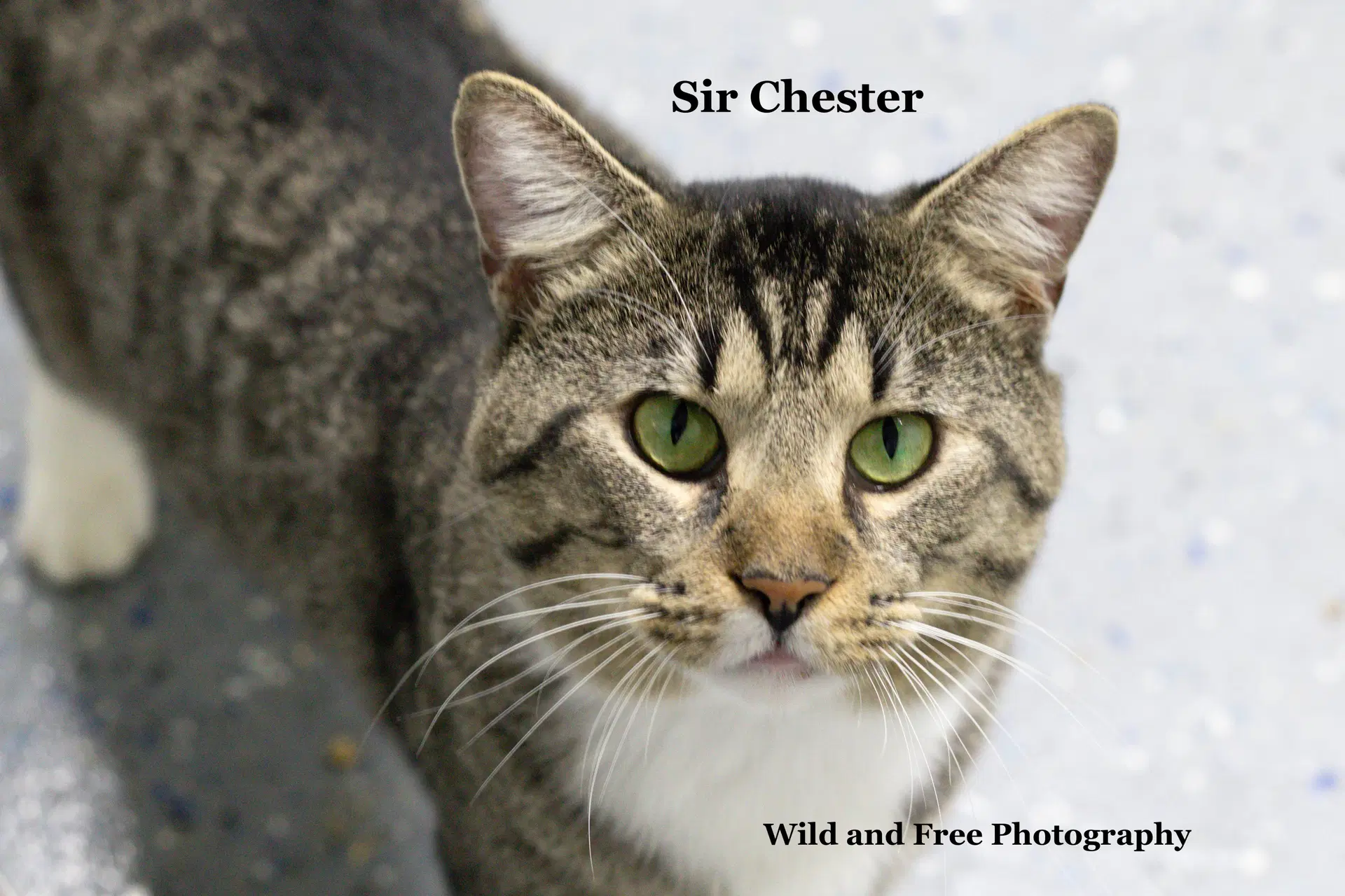 Sir Chester image 3