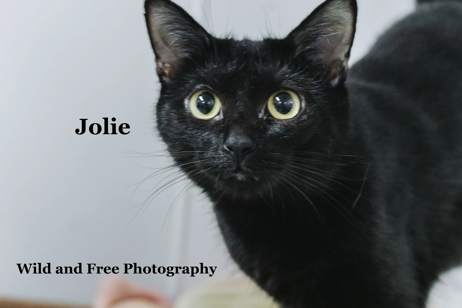 Jolie