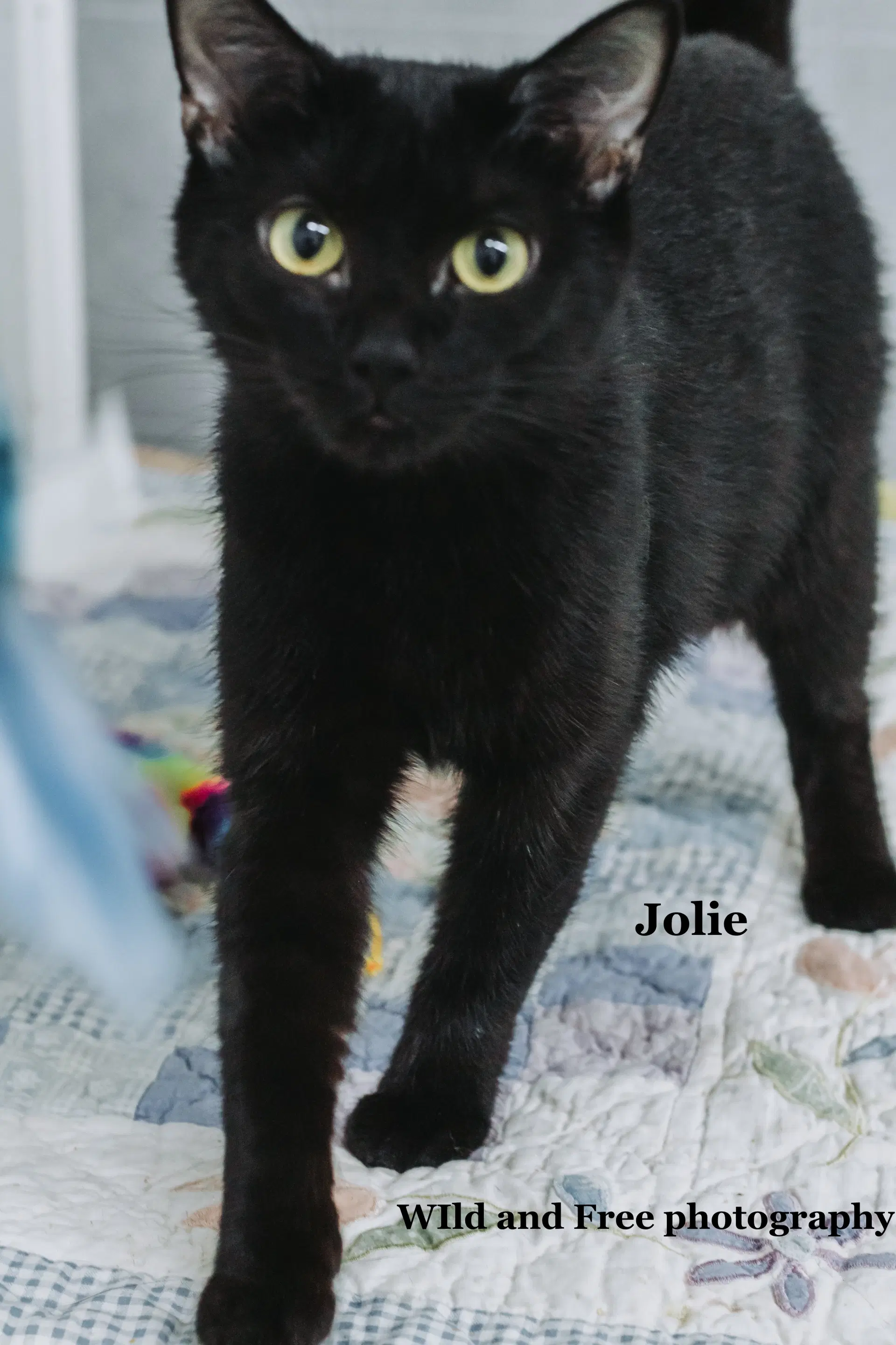 Jolie image 2