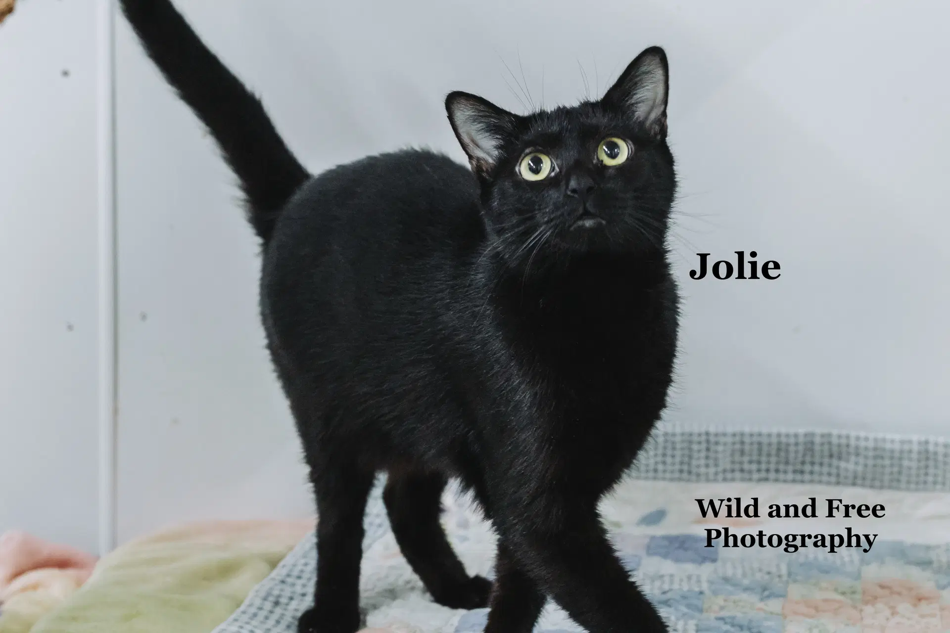 Jolie image 3